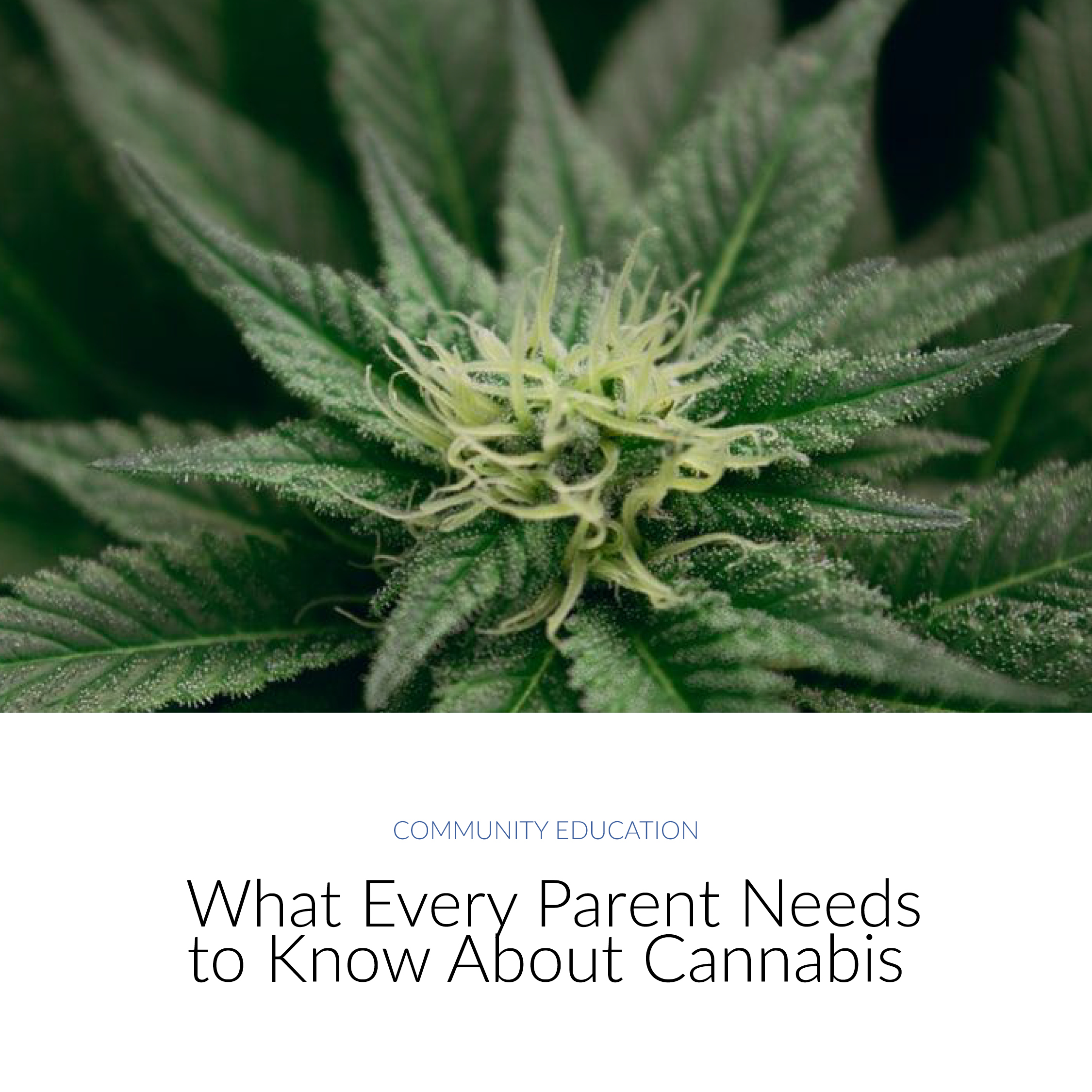 What every parent needs to know about cannabis